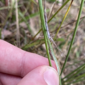 Juncus subsecundus at O'Malley, ACT - 7 Feb 2023 05:38 PM