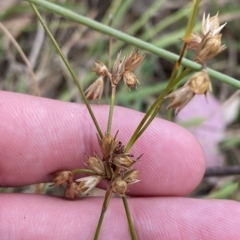 Juncus homalocaulis (A Rush) at O'Malley, ACT - 7 Feb 2023 by Tapirlord