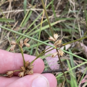 Juncus homalocaulis at O'Malley, ACT - 7 Feb 2023 05:38 PM