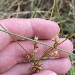 Juncus homalocaulis at O'Malley, ACT - 7 Feb 2023 05:38 PM