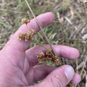 Juncus vaginatus at O'Malley, ACT - 7 Feb 2023