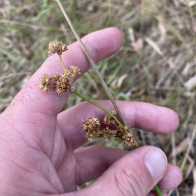 Juncus vaginatus (Clustered Rush) at O'Malley, ACT - 7 Feb 2023 by Tapirlord