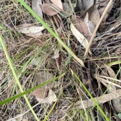 Juncus vaginatus at O'Malley, ACT - 7 Feb 2023