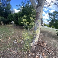 Foeniculum vulgare (Fennel) at O'Malley, ACT - 7 Feb 2023 by Tapirlord