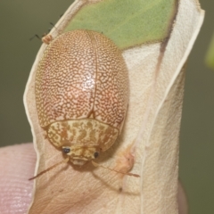 Paropsis atomaria at Belconnen, ACT - 23 Feb 2023 11:20 AM