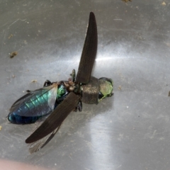 Melobasis sp. (genus) (Unidentified Melobasis jewel Beetle) at The Pinnacle - 23 Feb 2023 by AlisonMilton