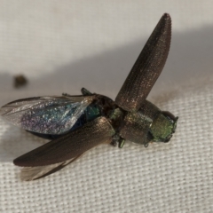 Melobasis sp. (genus) at Weetangera, ACT - 24 Feb 2023 09:46 AM