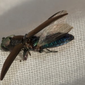 Melobasis sp. (genus) at Weetangera, ACT - 24 Feb 2023 09:46 AM