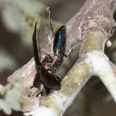 Melobasis sp. (genus) at Weetangera, ACT - 24 Feb 2023 09:46 AM