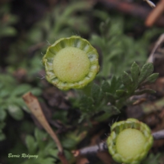 Leptinella filicula (Mountain Cotula) - 23 Feb 2023 by BarrieR