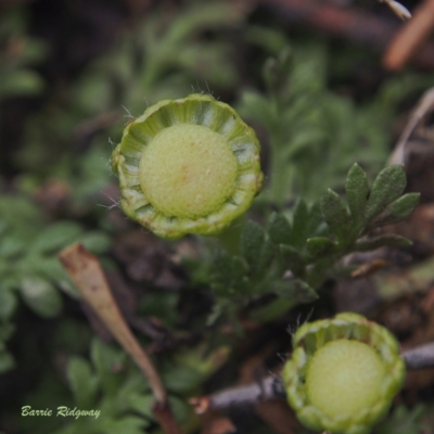 Leptinella filicula (Mountain Cotula) at Undefined Area - 23 Feb 2023 by BarrieR