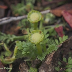 Leptinella filicula at Undefined Area - 23 Feb 2023 11:30 AM