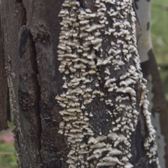 Stereum hirsutum (Hairy Curtain Crust) - 23 Feb 2023 by BarrieR