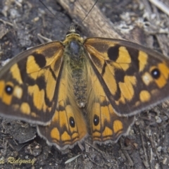 Heteronympha penelope (Shouldered Brown) at Namadgi National Park - 23 Feb 2023 by BarrieR