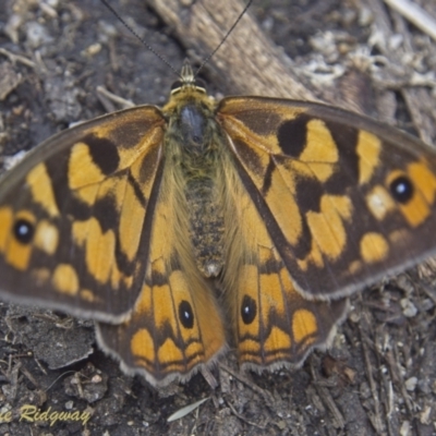 Heteronympha penelope (Shouldered Brown) at Undefined Area - 23 Feb 2023 by BarrieR