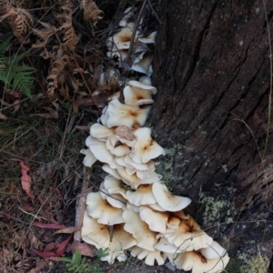 Omphalotus nidiformis at Paddys River, ACT - 24 Feb 2023