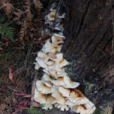Omphalotus nidiformis (Ghost Fungus) at Tidbinbilla Nature Reserve - 23 Feb 2023 by Numbat