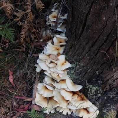 Omphalotus nidiformis (Ghost Fungus) at Paddys River, ACT - 24 Feb 2023 by Numbat