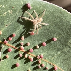 Sparassidae (family) at Ainslie, ACT - 24 Feb 2023 05:39 PM