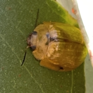 Paropsisterna cloelia at Ainslie, ACT - 24 Feb 2023