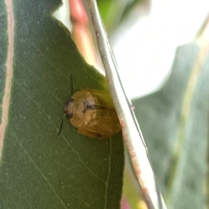 Paropsisterna cloelia at Ainslie, ACT - 24 Feb 2023