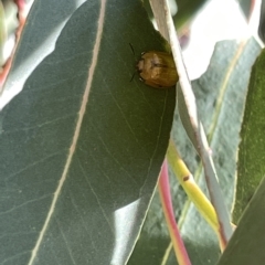 Paropsisterna cloelia at Ainslie, ACT - 24 Feb 2023