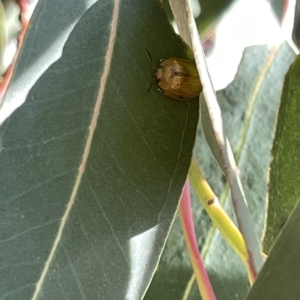 Paropsisterna cloelia at Ainslie, ACT - 24 Feb 2023