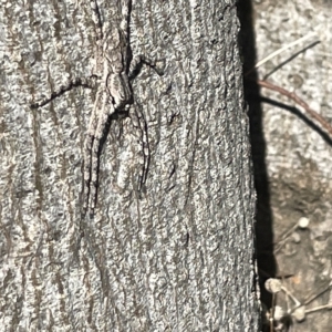 Pediana sp. (genus) at Ainslie, ACT - 24 Feb 2023