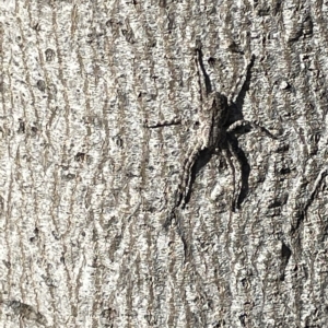 Pediana sp. (genus) at Ainslie, ACT - 24 Feb 2023