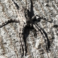 Pediana sp. (genus) at Ainslie, ACT - 24 Feb 2023