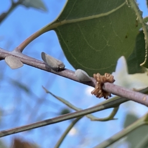 Anzora unicolor at Ainslie, ACT - 24 Feb 2023