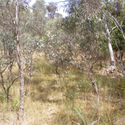 Rutidosis leptorhynchoides (Button Wrinklewort) at Red Hill Nature Reserve - 21 Feb 2023 by MichaelMulvaney