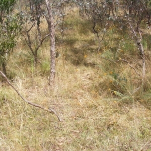 Rutidosis leptorhynchoides at Red Hill, ACT - 21 Feb 2023