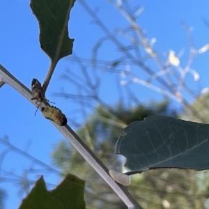 Oechalia schellenbergii at Ainslie, ACT - 24 Feb 2023