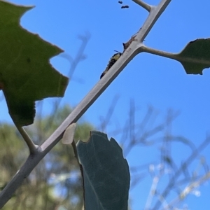 Oechalia schellenbergii at Ainslie, ACT - 24 Feb 2023