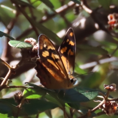 Heteronympha banksii (Banks' Brown) at Gibraltar Pines - 20 Feb 2023 by owenh