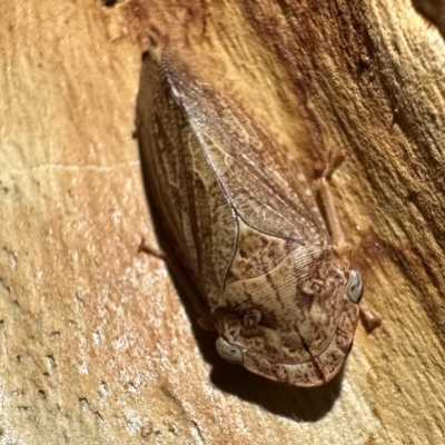Stenocotis depressa (Leafhopper) at Ainslie, ACT - 15 Feb 2023 by Pirom
