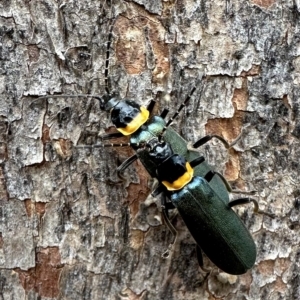 Chauliognathus lugubris at Ainslie, ACT - 18 Feb 2023