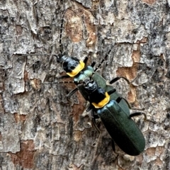 Chauliognathus lugubris (Plague Soldier Beetle) at Ainslie, ACT - 18 Feb 2023 by Pirom