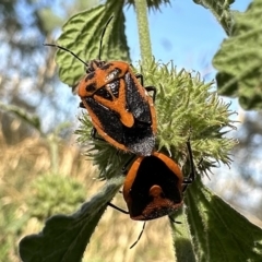 Agonoscelis rutila (Horehound bug) at Mount Ainslie - 16 Feb 2023 by Pirom