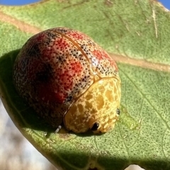Paropsis obsoleta (Leaf beetle) at Pialligo, ACT - 16 Feb 2023 by Pirom