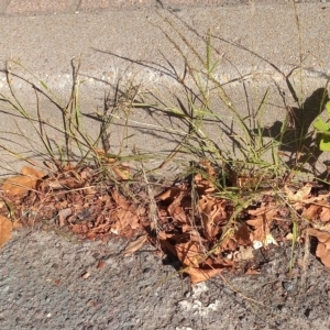 Eragrostis parviflora at Greenway, ACT - 24 Feb 2023