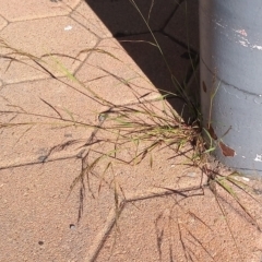 Eragrostis parviflora at Greenway, ACT - 24 Feb 2023