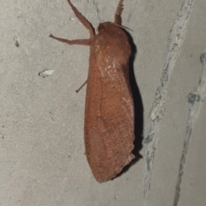 Elhamma australasiae at Dickson, ACT - 24 Feb 2023 08:53 PM