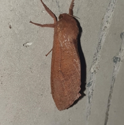 Elhamma australasiae (A Swift or Ghost moth (Hepialidae)) at Dickson, ACT - 24 Feb 2023 by LD12