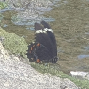 Papilio aegeus at Latham, ACT - 24 Feb 2023