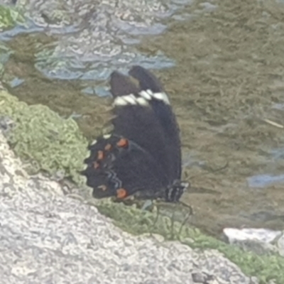 Papilio aegeus (Orchard Swallowtail, Large Citrus Butterfly) at Latham, ACT - 24 Feb 2023 by LD12