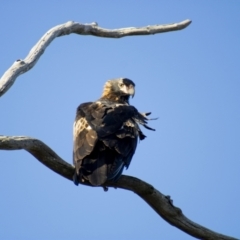 Aquila audax (Wedge-tailed Eagle) at Cook, ACT - 24 Feb 2023 by Amy