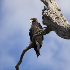 Aquila audax at Cook, ACT - 24 Feb 2023