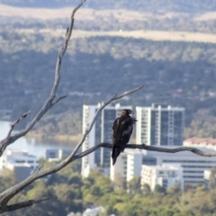 Aquila audax at Cook, ACT - 24 Feb 2023